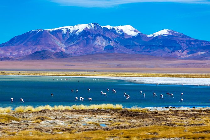 Altiplanic Lagoons & Piedras Rojas Tour from San Pedro de Atacama - Chaxa Lagoon and the salt flat flamingos