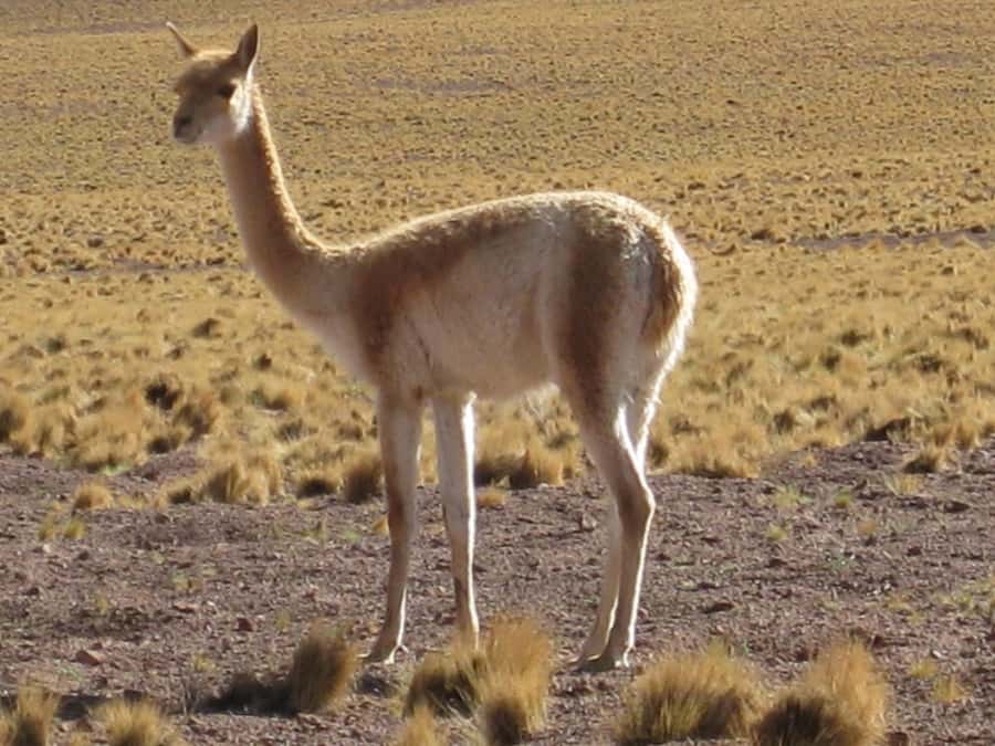 Andean Saltflats full-day with breakfast and lunch - From San Pedro to the high Andes