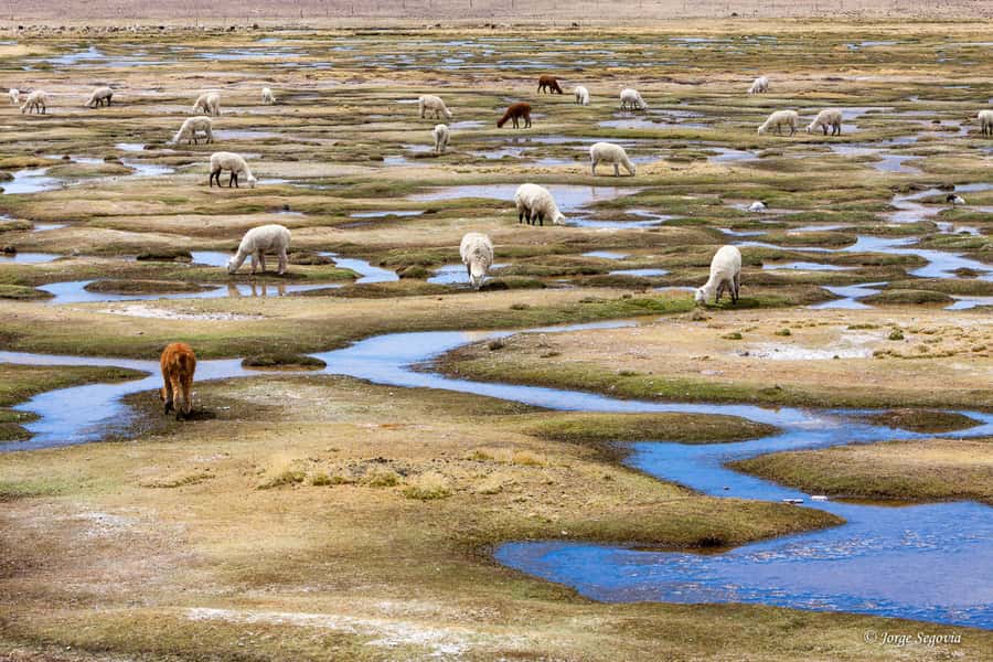 Andean Saltflats full-day with breakfast and lunch - Queipiaco wetland and Andean wildlife
