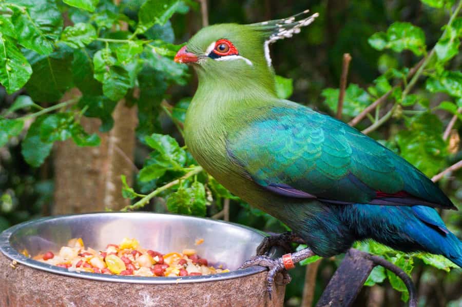 Aviary & Tricao Park Tour with Undurraga Wine Tasting - Starting from Santiago and crossing toward Tricao