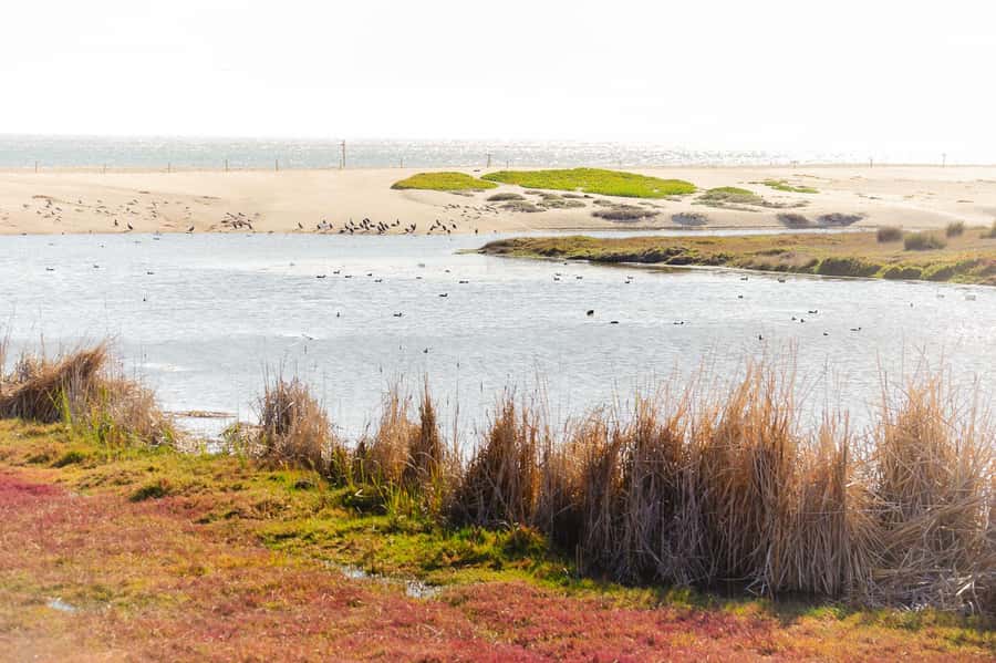Aviary & Tricao Park Tour with Undurraga Wine Tasting - The coach ride to Viña Undurraga