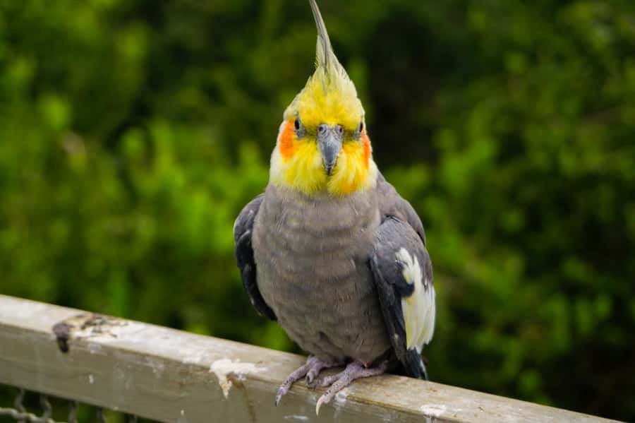 Aviary & Tricao Park Tour with Undurraga Wine Tasting - Languages, group logistics, and cancellation