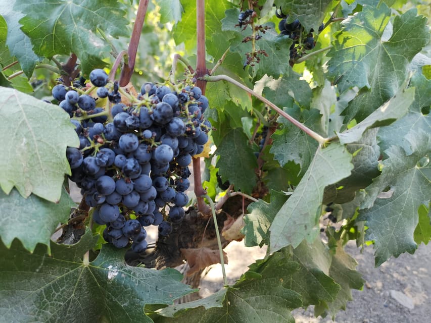 Bahá’í Temple, Winery and Lapis Lazuli + Private Transport - Who should choose this Santiago outing?