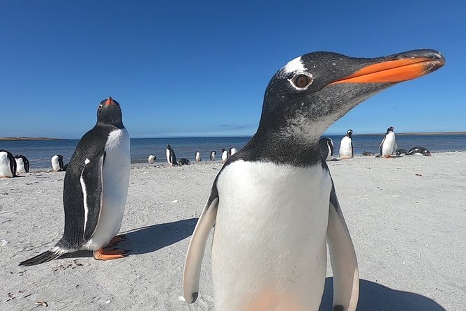 Bertha’s Beach & Beyond - Your Falklands, Your Way! - Key things to know before you book