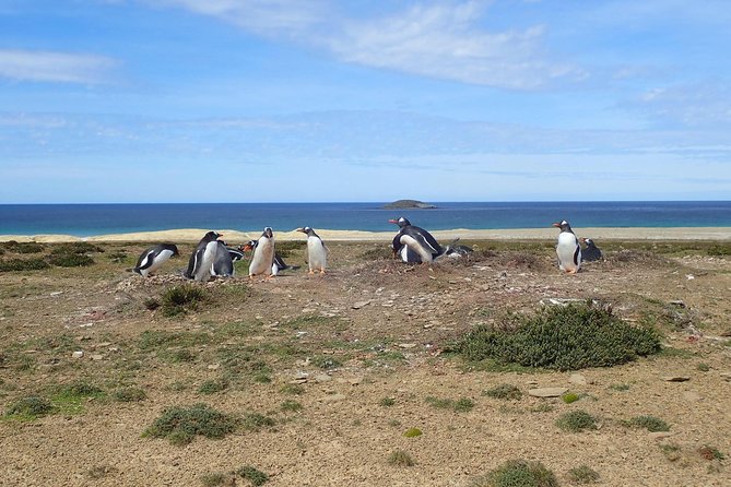 Bertha’s Beach & Beyond - Your Falklands, Your Way! - Why Bertha’s Beach is worth the drive