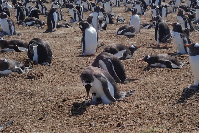 Bertha’s Beach & Beyond - Your Falklands, Your Way! - Walking with Gentoo penguins at Bertha’s Beach