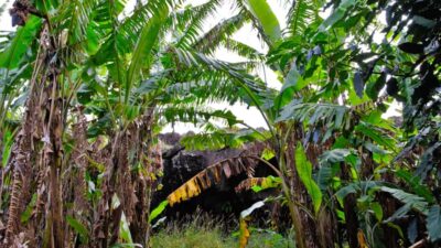 Full Day Ancestral Caves and Orongo Village
