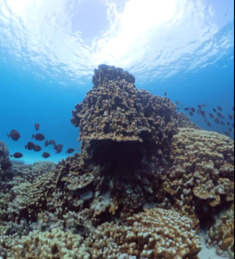 Easter island: Snorqueling tour on coral reefs - Underwater videos and simple preparation
