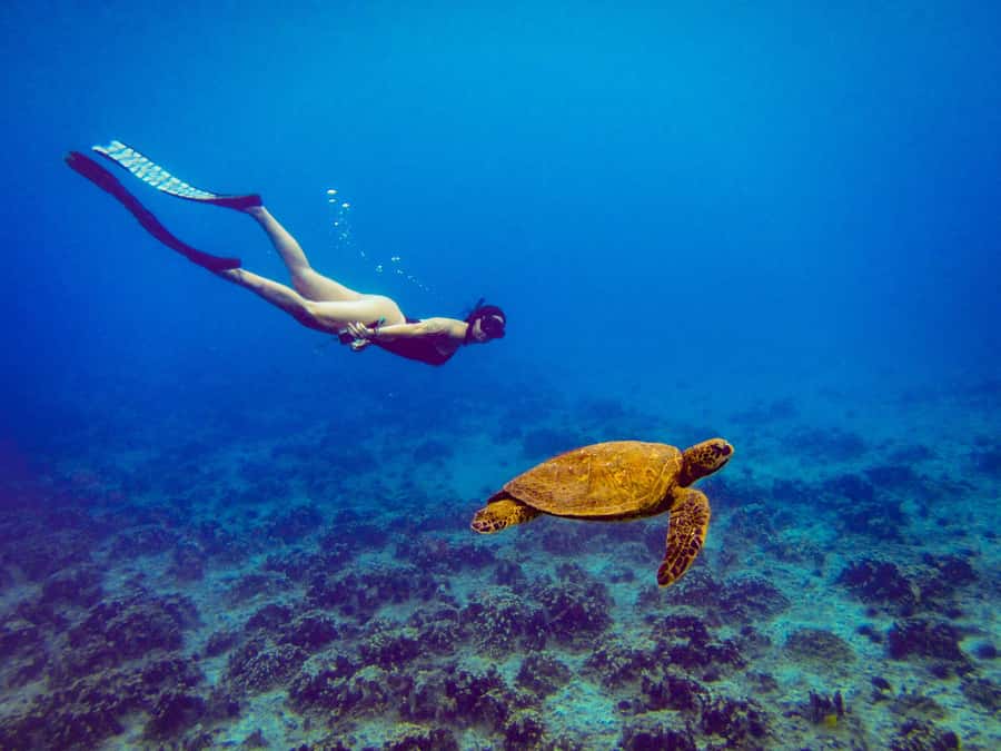 Easter island: Snorqueling tour on coral reefs - A short lesson before you enter the water