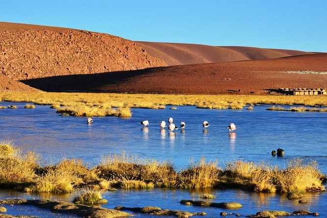 El Tatio Geysers Tour from San Pedro de Atacama - Machuca, a tiny stop with a local taste