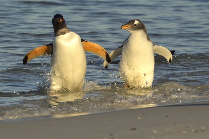 Falkland Islands Shared Tour Sightseeing with Penguins - Key points before you book