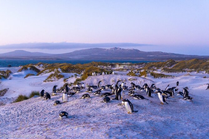 Falkland Islands Shared Tour Sightseeing with Penguins - Why this short Falklands tour works well