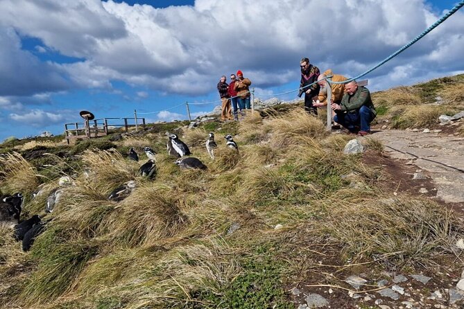 Falkland Islands Shared Tour Sightseeing with Penguins - Yorke Bay: penguins on a wild shore