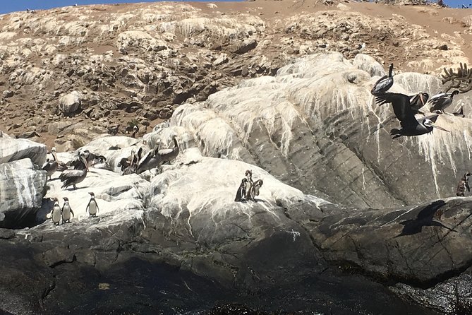 Fr STGO: WILD PENGUINS, SEALION, SANDBOARD, PARAGLIDING & PICNIC - Penguins, sea lions, and a full Pacific coast day