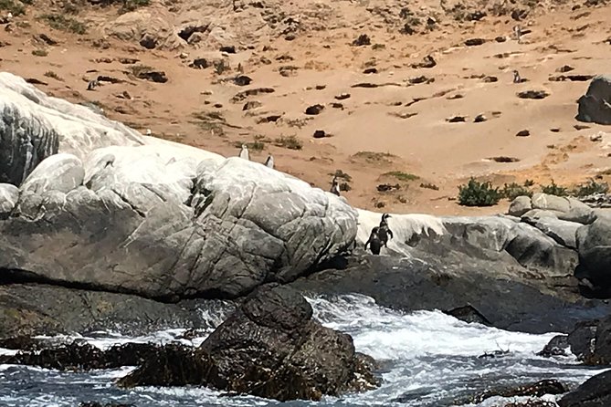 Fr VALPO: WILD PENGUINS, SEALION, SANDBOARD, PARAGLIDING & PICNIC - The guides and group size