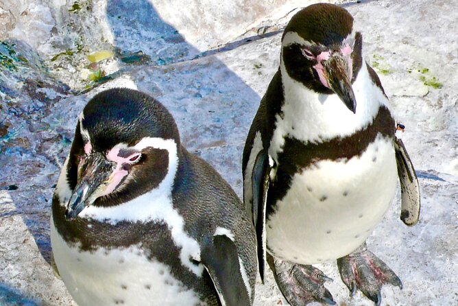 Fr VALPO: WILD PENGUINS, SEALION, SANDBOARD, PARAGLIDING & PICNIC - Sea lions, fish markets, and the working coast