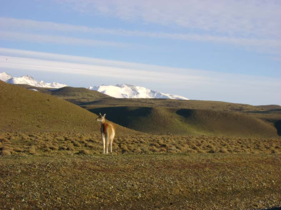 From Puerto Natales: Torres del Paine National Park Trip - Grey Lake and the glacier area
