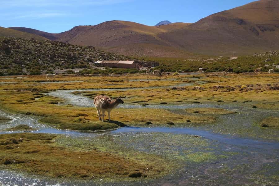From San Pedro de Atacama: Geysers del Tatio Half-Day Tour - Walking among geysers, fumaroles, and boiling pools