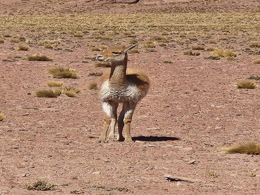 From San Pedro de Atacama: Lagoons and Piedras Reds - What the guides and group size add