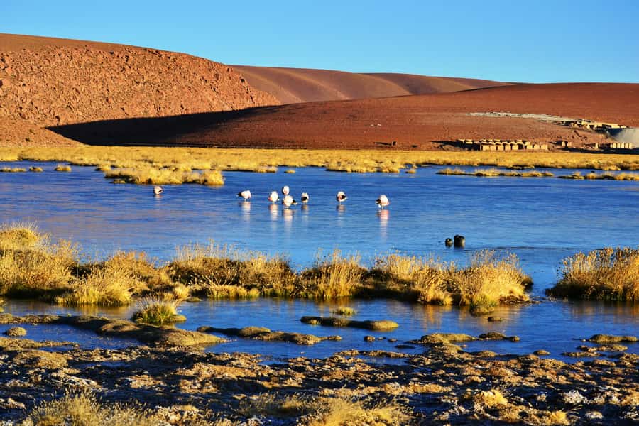 From San Pedro de Atacama: Tatio Geysers and Machuca Tour - Why El Tatio is worth the early start