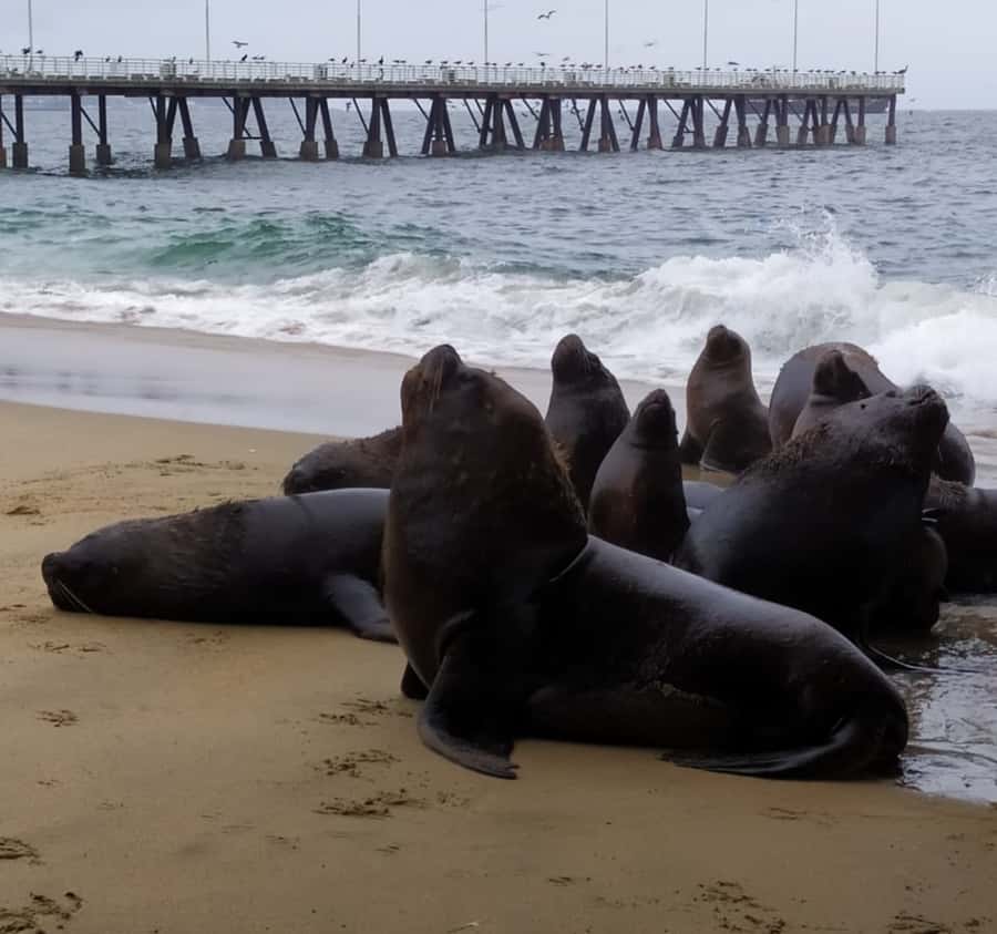 From Santiago: Highlights of Valparaiso and Viña del Mar - Lunch near the coast and Reñaca Beach