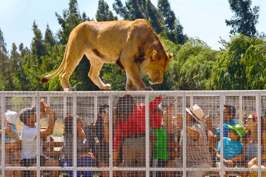 From Santiago: Safari Park, a wild experience - The big-cat safari is the main event