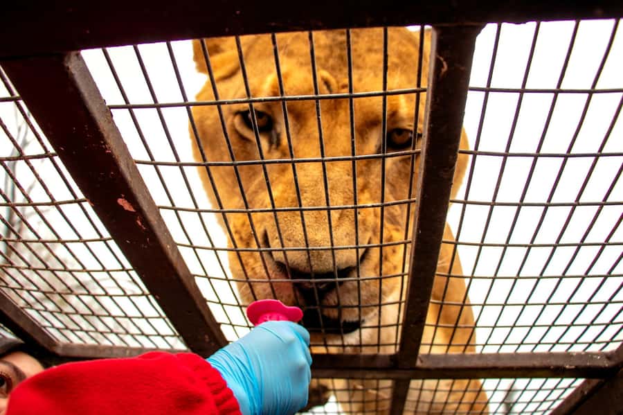 From Santiago: Safari Park, a wild experience - Jurassic Safari adds a playful break from real animals
