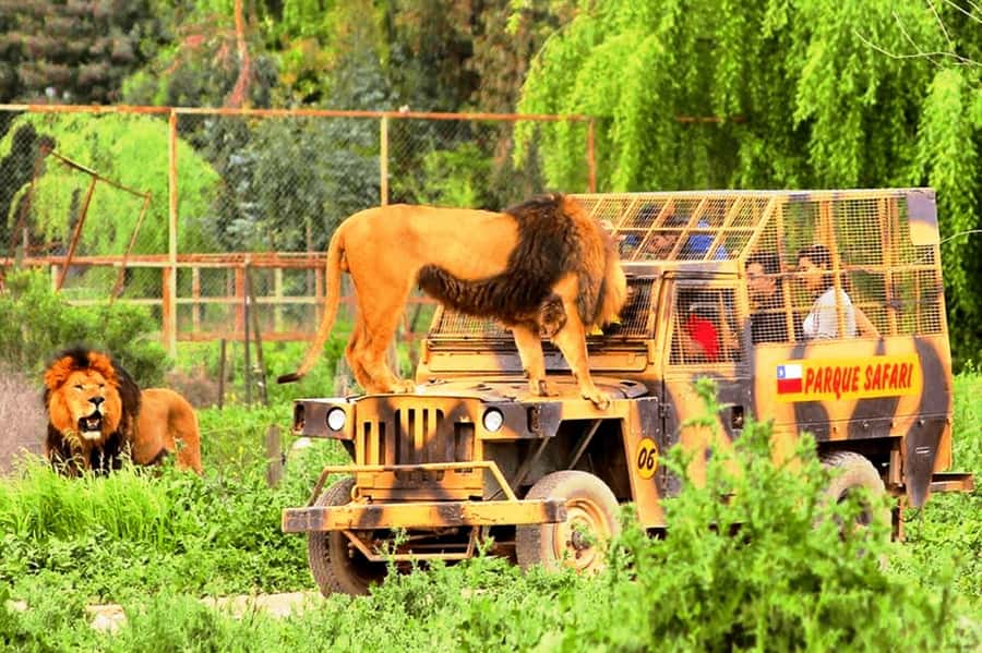From Santiago: Safari Park, a wild experience - Breakfast is useful, but the schedule is tight