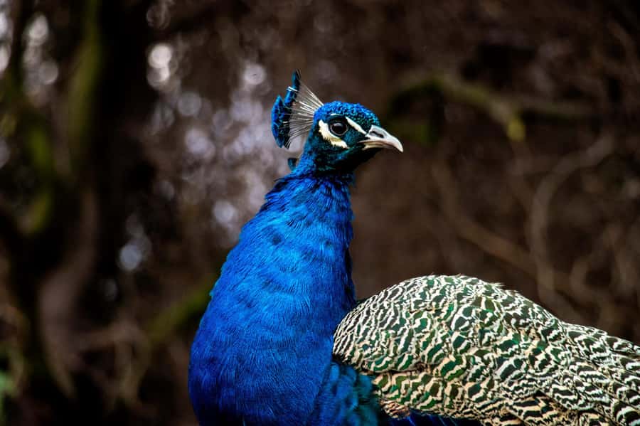 From Santiago: Safari Park, a wild experience - The rehabilitation center gives the visit more purpose