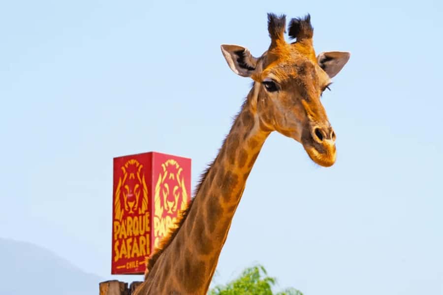 From Santiago: Safari Park, a wild experience - Lunch costs extra and takes 90 minutes