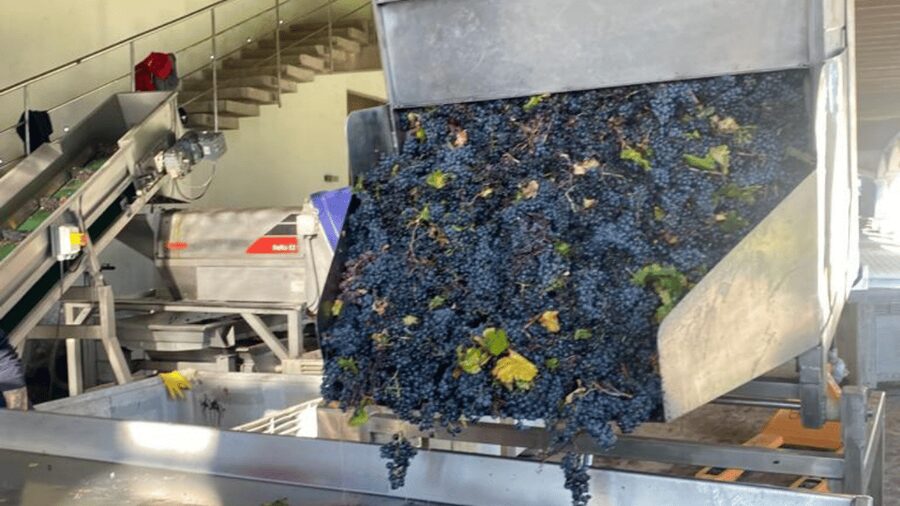From Santiago: Undurraga Winery Tour with Tasting - Who should book this winery visit?