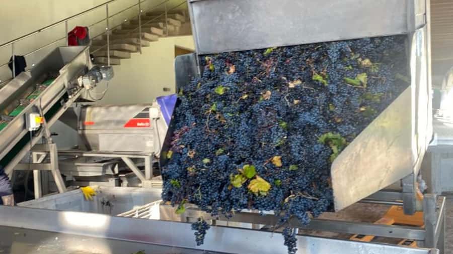 From Santiago: Undurraga Winery Tour with Tasting - Entering the century-old cellars