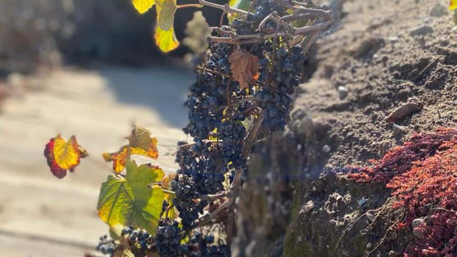 From Santiago: Undurraga Winery Tour with Tasting - The tasting: the strongest part for many visitors