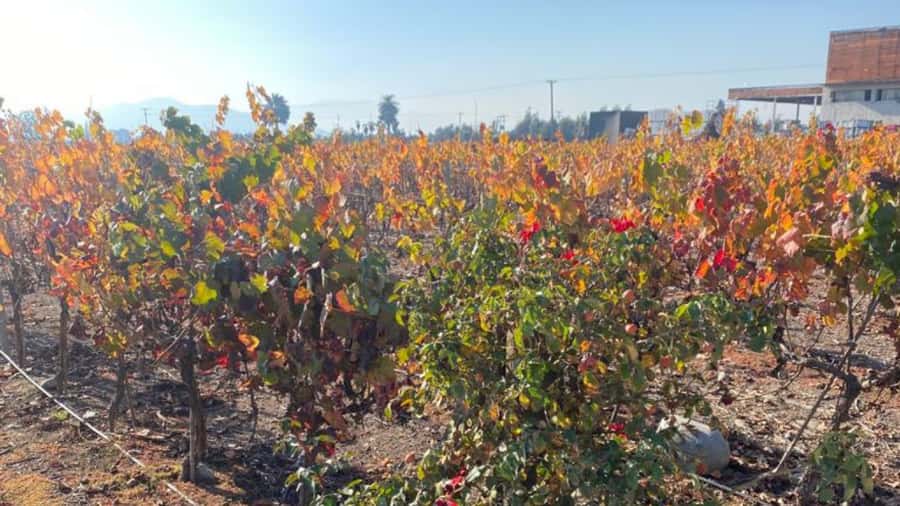 From Santiago: Undurraga Winery Tour with Tasting - Languages, guides, and the importance of confirmation