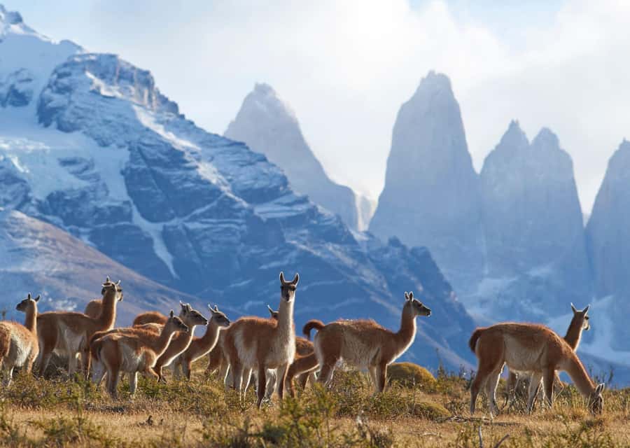 Full-Day Torres del Paine National Park from El Calafate - Key points to know before booking