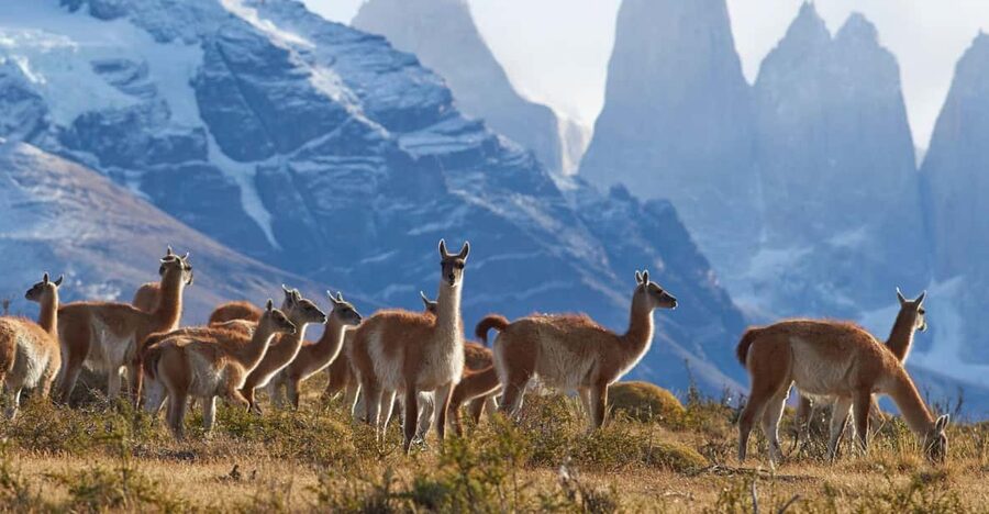Full-Day Torres del Paine National Park from El Calafate - Who should book this tour