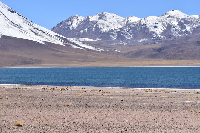 Full Day Tour Piedras Rojas Altiplanic Lagoons Chaxa Lagoon - The Tropic of Capricorn gives the morning a clear starting point