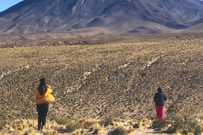 Full Day Tour to Ruta de los Salares - Salar de Aguas Calientes and high-Andean wildlife