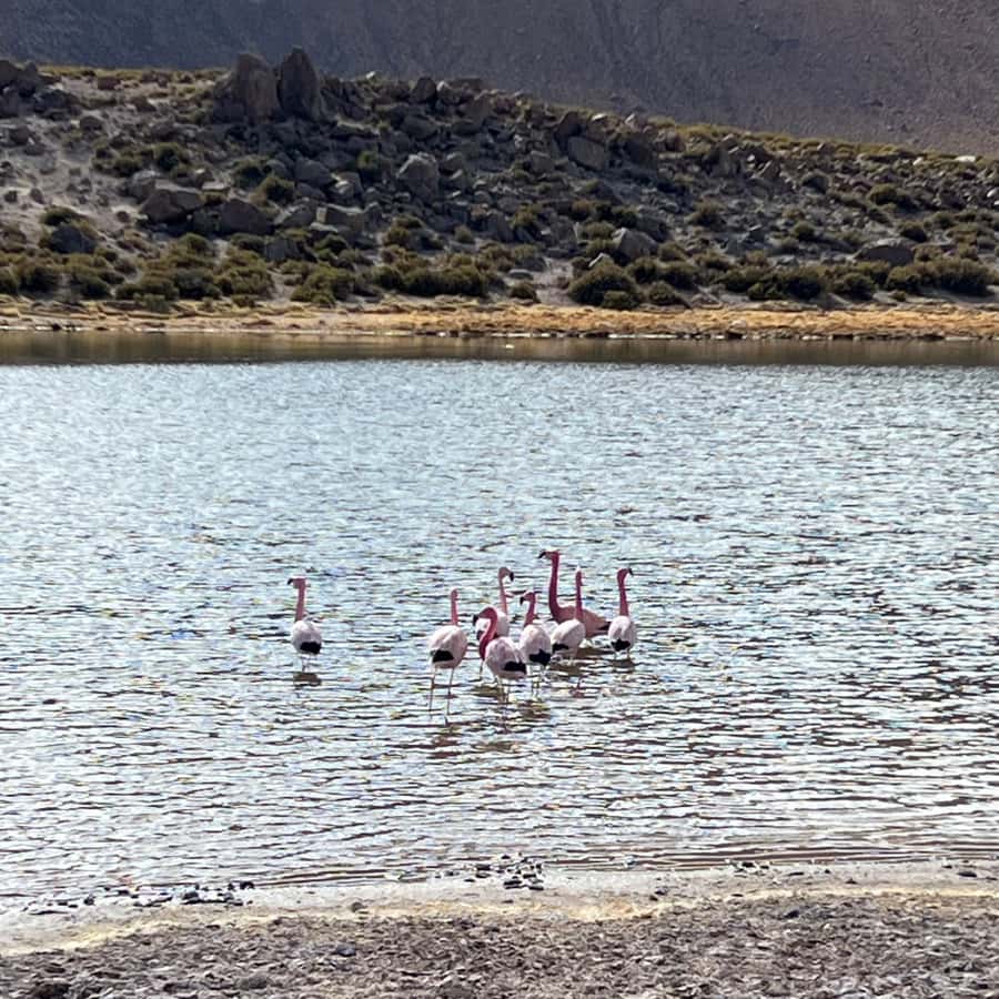 Geysers del Tatio: Sunrise and breakfast in Atacama - What the schedule really feels like