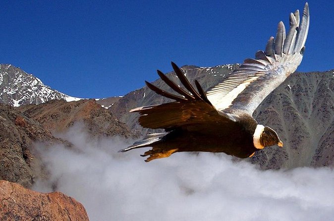 Half Day Private Trip to Valle Nevado with Cheese and Wine Carbon Neutral trip - Is the carbon-neutral claim important?