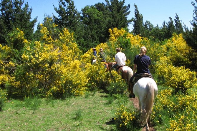 Horseback Trailride Excursion - Why this ride feels more like a mountain outing