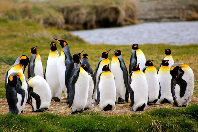 King Penguin Nature Reserve - Tierra del Fuego Island - Key points to know before booking