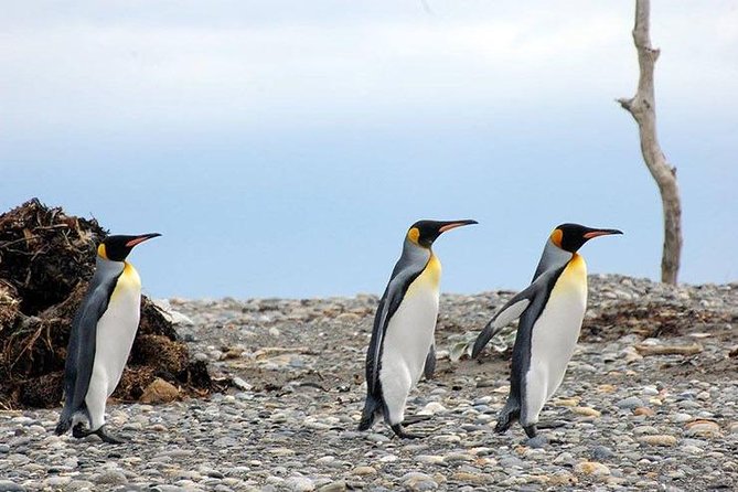 King Penguin Nature Reserve - Tierra del Fuego Island - The main event at King Penguin Nature Reserve