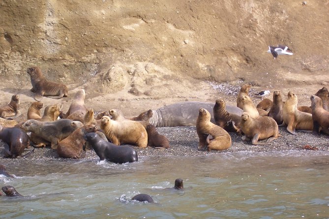Magdalena Island Penguin Tour by Boat from Punta Arenas - Why Magdalena Island Is Worth the Early Alarm