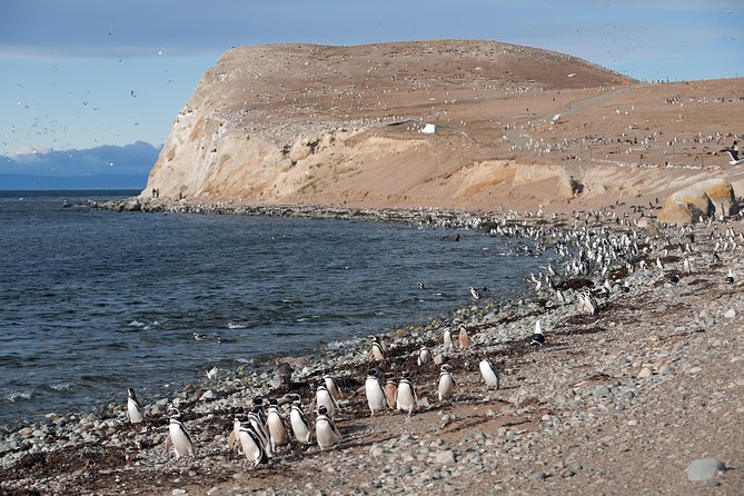 Magdalena Island Penguin Tour by Boat from Punta Arenas - Crossing the Strait of Magellan by Boat