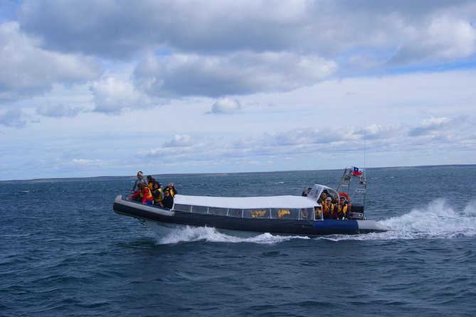 Magdalena Island Penguin Tour by Boat from Punta Arenas - Isla Marta and the Sea Lion Question
