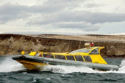 Magdalena Island Penguin Tour by Boat from Punta Arenas