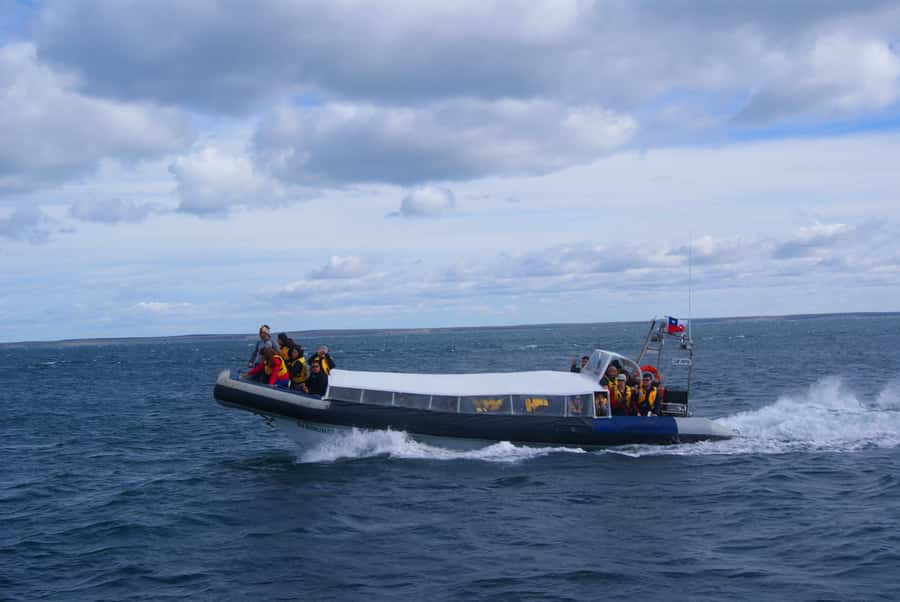 Magdalena Island Penguin Tour by Boat from Punta Arenas - How much value do you get for $160?