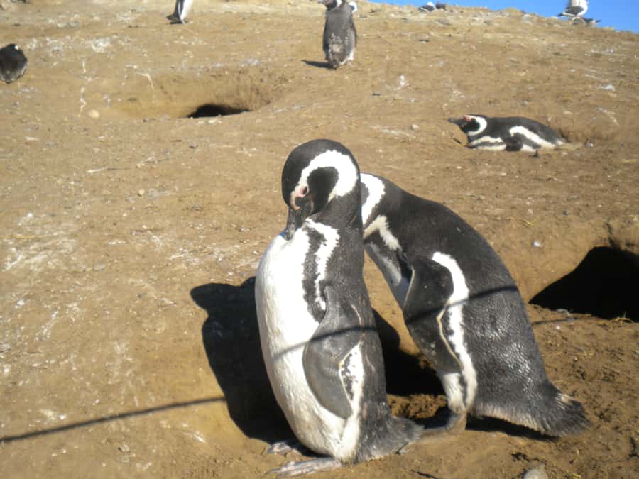 Magdalena Island Penguin Tour by Boat from Punta Arenas - What the guide service adds