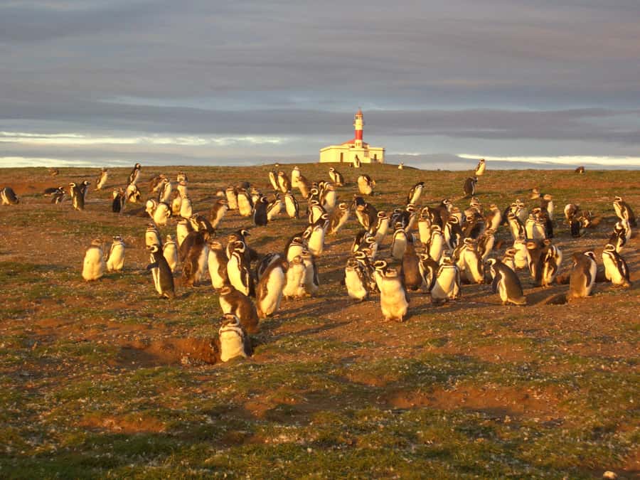 Magdalena Island Penguin Tour by Boat from Punta Arenas - My practical verdict on Magdalena Island